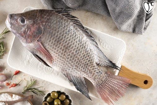Tilapia