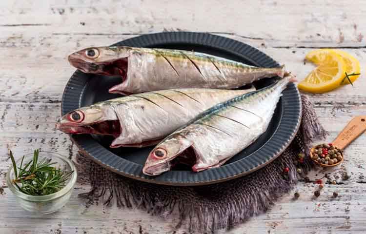 Indian Mackerel